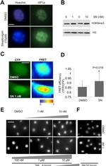 HP1 alpha Antibody in Immunocytochemistry (ICC/IF)