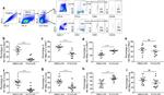 CD11b Antibody in Flow Cytometry (Flow)