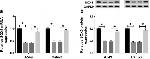 SOX5 Antibody in Western Blot (WB)