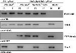 GFP Antibody in Western Blot (WB)