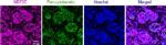 MEF2C Antibody in Immunocytochemistry (ICC/IF)