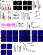 GFAP Antibody in Immunohistochemistry (IHC)