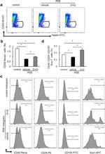 Nestin Antibody in Flow Cytometry (Flow)