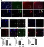 BCAS1 Antibody in Immunocytochemistry (ICC/IF)