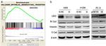 LBX2 Antibody in Western Blot (WB)