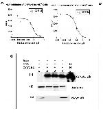 c-Myc Antibody in Western Blot (WB)