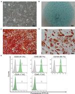 CD34 Antibody in Flow Cytometry (Flow)