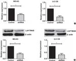 LAPTM4B Antibody in Western Blot (WB)