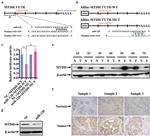 Metadherin Antibody in Western Blot, Immunohistochemistry (WB, IHC)