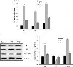 Bax Antibody in Western Blot (WB)