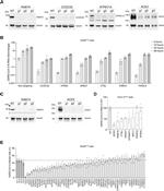 ACE2 Antibody in Western Blot (WB)