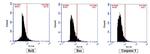 Bax Antibody in Flow Cytometry (Flow)