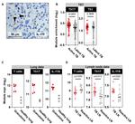 IL-17F Antibody in Immunohistochemistry (IHC)