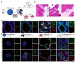 ZO-1 Antibody in Immunocytochemistry (ICC/IF)