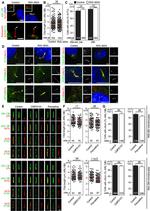 TRAF3IP1 Antibody in Immunocytochemistry (ICC/IF)