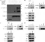 PPP2R2D Antibody in Western Blot, Immunoprecipitation (WB, IP)