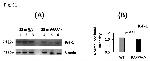 beta Actin Antibody in Western Blot (WB)