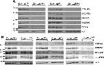 C16orf62 Antibody in Western Blot (WB)