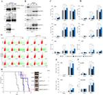 CD15 Antibody in Flow Cytometry (Flow)