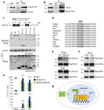 CD11b Antibody in Flow Cytometry (Flow)