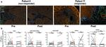 CD3e Antibody in Immunocytochemistry (ICC/IF)