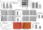 VEGF Antibody in Western Blot (WB)