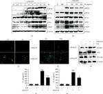 ATF4 Antibody in Western Blot (WB)