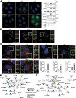 Paxillin Antibody in Immunocytochemistry (ICC/IF)