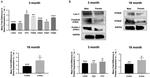 FZD4 Antibody in Western Blot (WB)