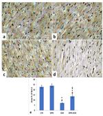 Bcl-2 Antibody in Immunohistochemistry (IHC)