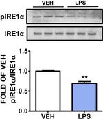 Phospho-IRE1 alpha (Ser724) Antibody in Western Blot (WB)