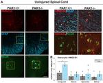 HMGCS1 Antibody in Immunocytochemistry (ICC/IF)