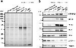 PGA3 Antibody in Western Blot (WB)