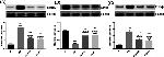 GDNF Antibody in Western Blot (WB)