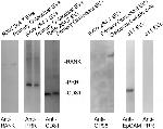 GRP94 Antibody in Western Blot (WB)