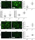 eNOS Antibody in Immunocytochemistry (ICC/IF)