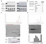 JAM-A (CD321) Antibody in Western Blot (WB)