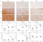 NFATC3 Antibody in Immunohistochemistry (IHC)