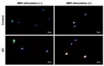 IL-31 Antibody in Immunocytochemistry (ICC/IF)