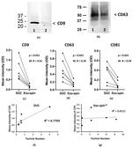 CD9 Antibody in Western Blot (WB)