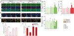 TLR4 Antibody in Immunocytochemistry (ICC/IF)