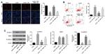 SRSF1 Antibody in Western Blot (WB)