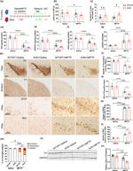 IBA1 Antibody in Immunohistochemistry (IHC)