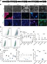 AFP Antibody in Immunocytochemistry (ICC/IF)