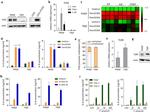 TLR4 Antibody in Western Blot (WB)