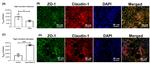 Claudin 1 Antibody in Immunocytochemistry (ICC/IF)