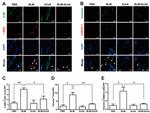 Phospho-SMAD3 (Ser423, Ser425) Antibody in Immunohistochemistry (IHC)