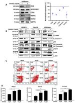 ALDH18A1 Antibody in Western Blot (WB)