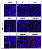 ZO-1 Antibody in Immunocytochemistry (ICC/IF)