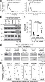 CD81 Antibody in Western Blot (WB)